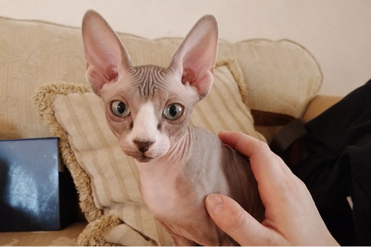 5 month old female sphynx cat