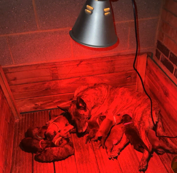 11 happy and healthy puppies