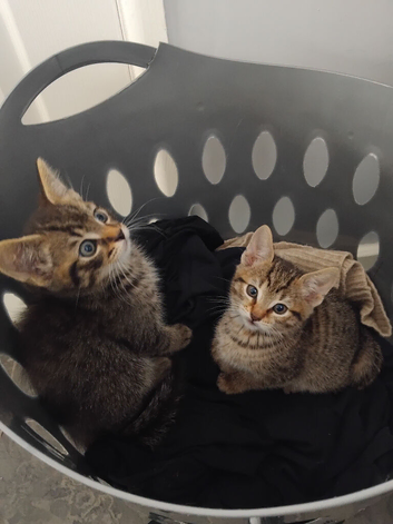2 beautiful kittens-Ready now