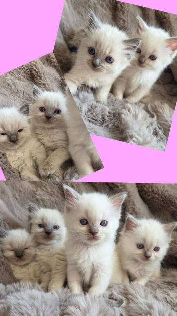 GCCF REG. EXTENSIVELY TESTED RAGDOLL KITTENS