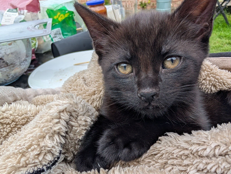 Kittens for sale