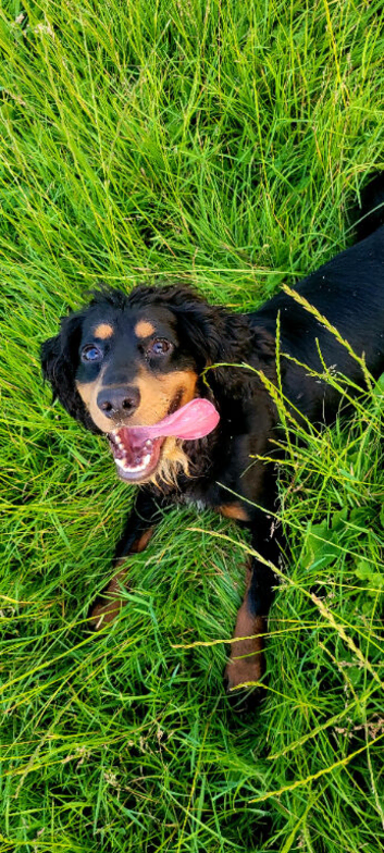 Cocker spaniel for sale
