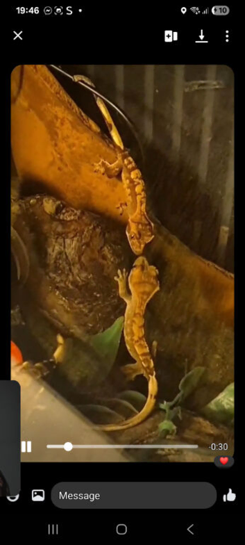 2 week old crested geckos