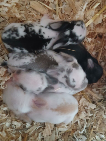 Mini lop bunnies