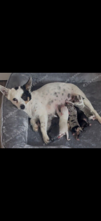 Beautiful chihuahua puppys for sale