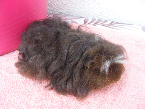 Two bonded male guinea pigs 2 years old