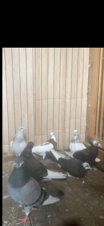 Roller pigeons for sale
