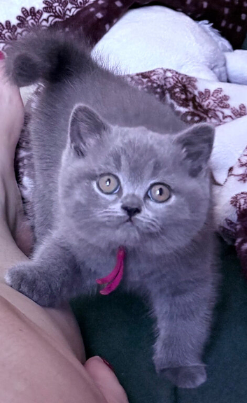 British Shorthair Kittens