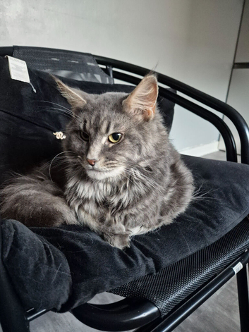 2 mainecoon brothers