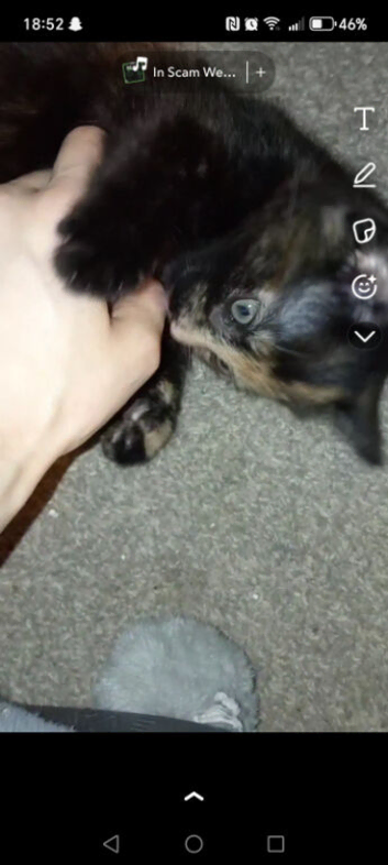 Beautiful tortoiseshell and grey kitten