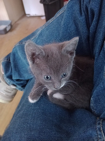 Grey little girl