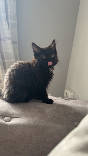 Two females mainecoon cross