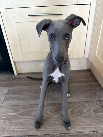 Puppy for rehoming