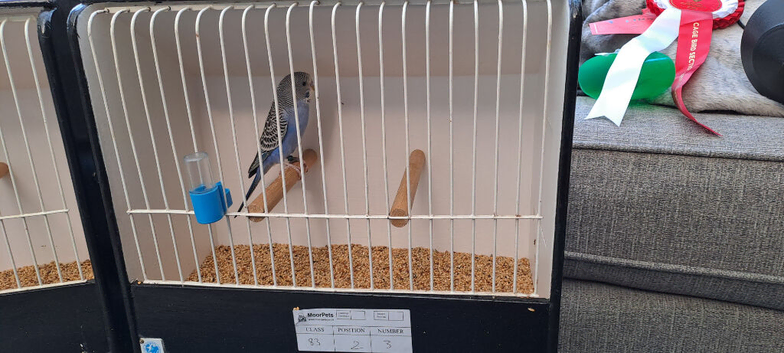2 young blue miniature budgies for sale