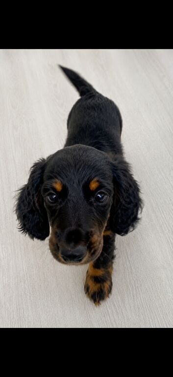 Miniature dachshund puppies - ready now