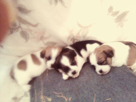 baby Jack Russell's ️&pound;