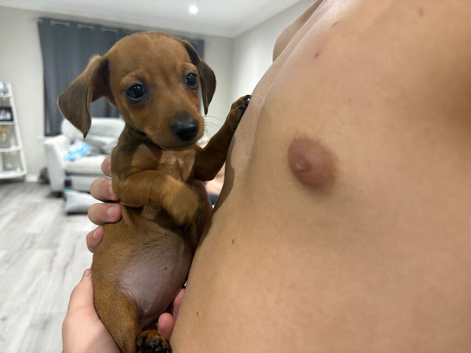 Stunning dachshund pups