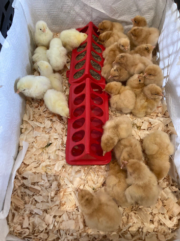 Buff Orpington Chicks / Hatching Eggs