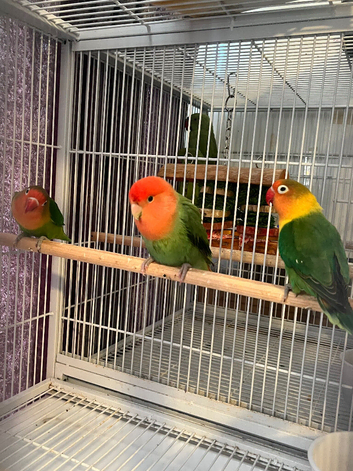 Baby lovebirds