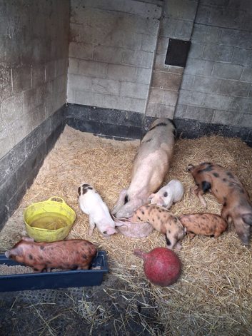 Mum and piglets