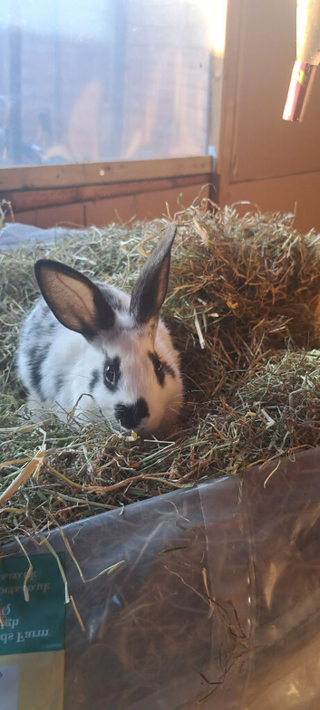 Mini rex cross Dutch