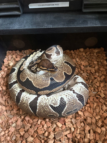 Female proven Normal DH pied albino royal python for sale