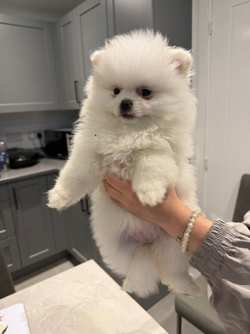 KC white girl Pomeranian puppy for sale