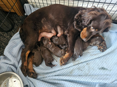 Cocker spaniel puppies