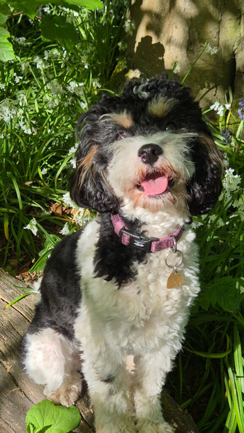 Cavapoo waiting list is now open!