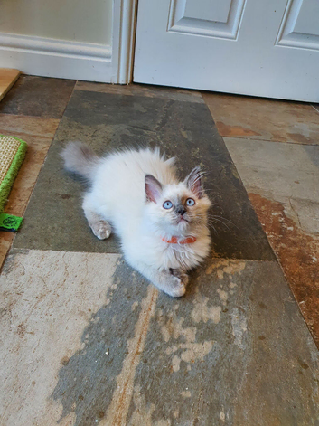 Beautiful GCCF Blue Point Ragdoll Kitten.