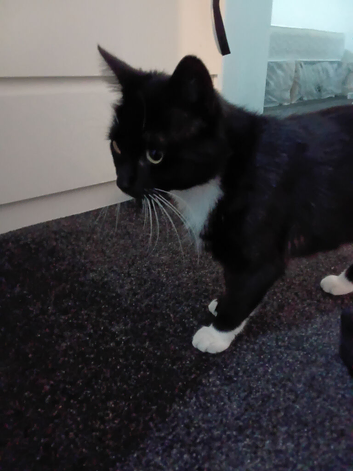 Cat needs a loving home