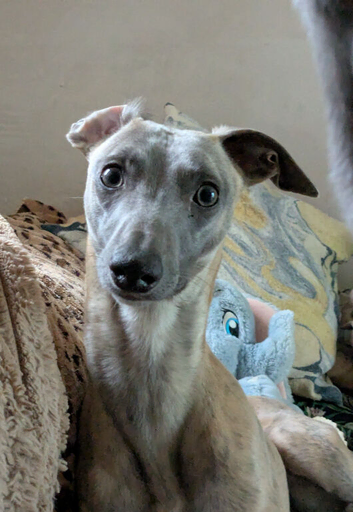 Whippet stud