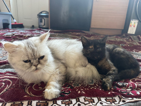 Half-Persian Litter 1 KITTEN LEFT