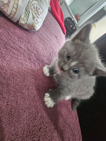 Nebelung kittens