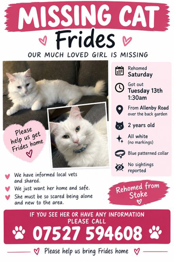 Missing cat