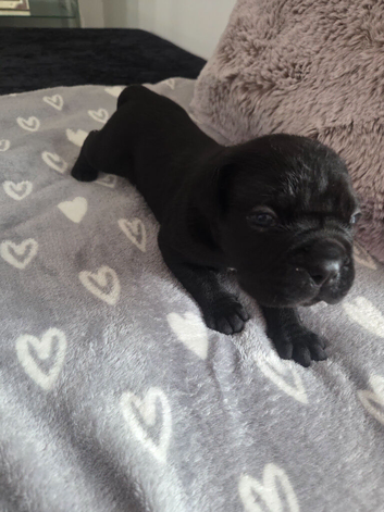 Cane Corso Pups