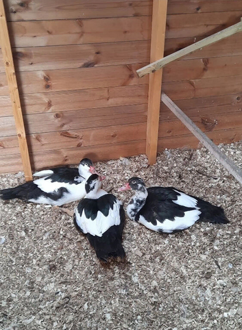 Muscovy Drakes Looking for a new forever home