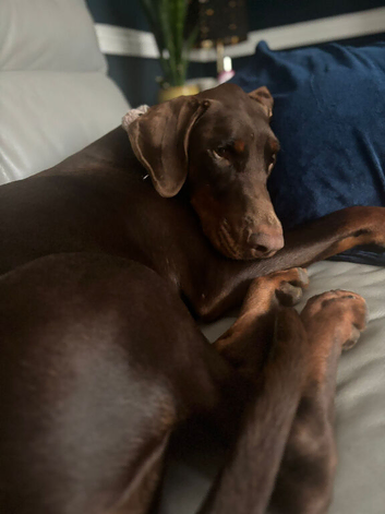 3 years old Doberman bitch