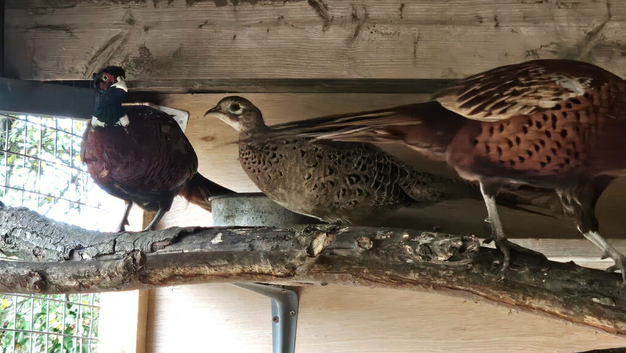 Common Ringneck Pheasant Breeding Pairs