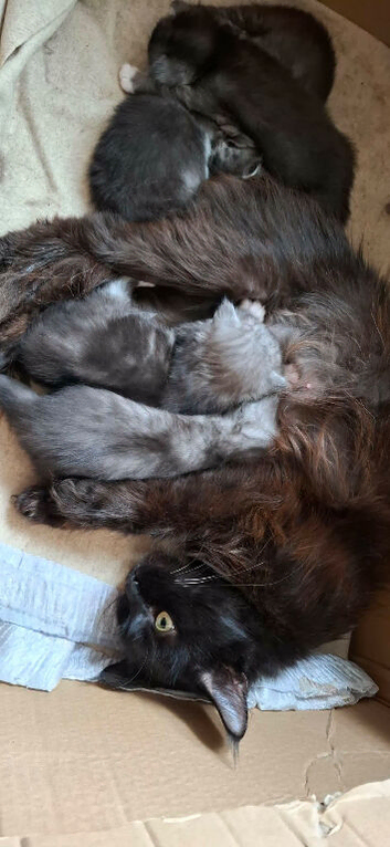 Stunning Maine Coon kittens