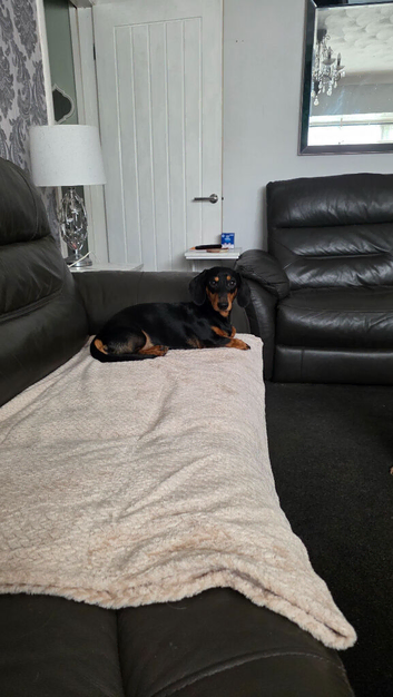 18 month old male dog