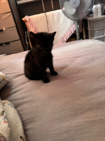 Little girl kitten looking for forever home