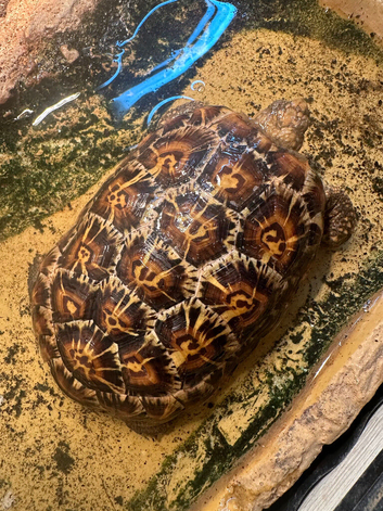 Cb23 pancake tortoise