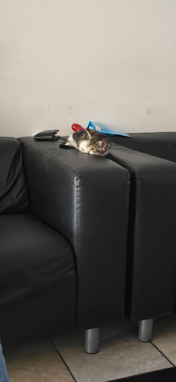 Cat for sale