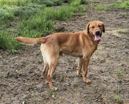 Offering for Stud - KC Registered Fox Red Labrador
