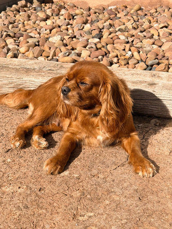 BEAUTIFUL FIVE-YEAR-OLD SPAYED CAVALIER LOOKING FOR HER FOREVER HOME