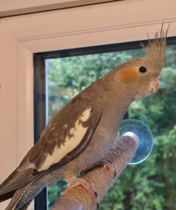 Young handtame cockatiel