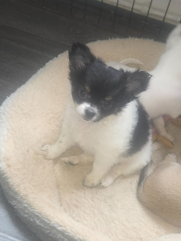 Chihuahua puppies for sale