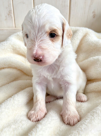 Australian Labradoodle