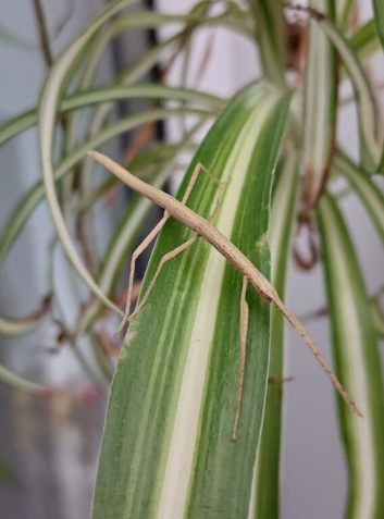 Baby Indian stick insects